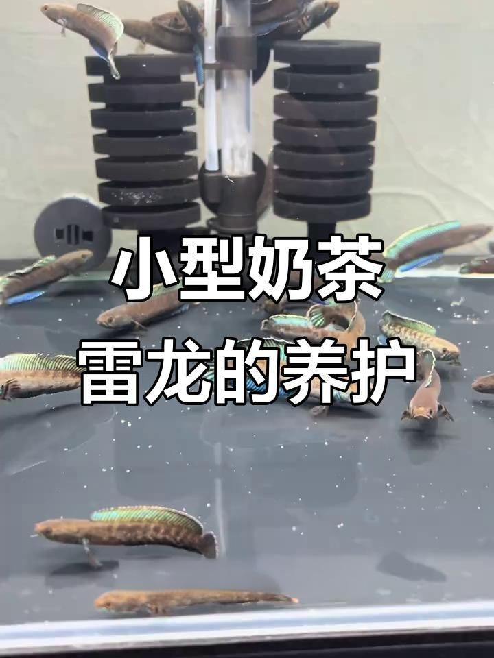 奶茶雷龍可以冷水養嗎【奶茶雷龍能否用冷水養】