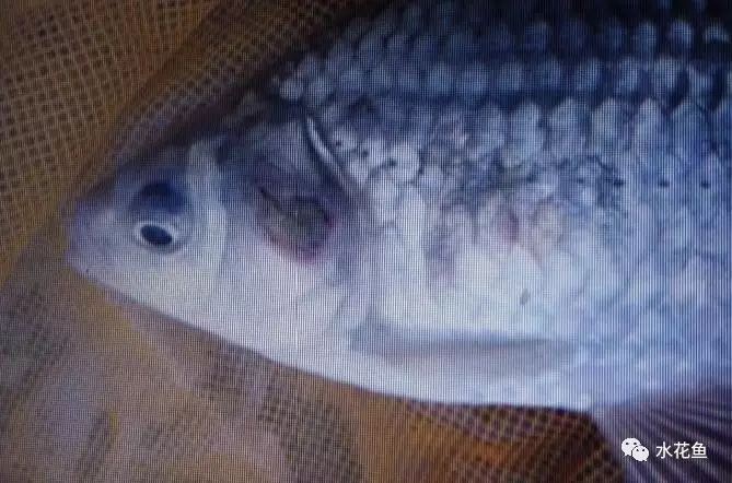 如何判斷魚鰓蓋損傷程度？【如何判斷魚鰓蓋損傷程度】