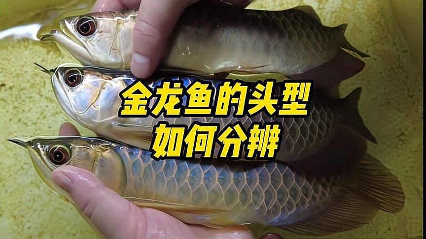 古典金龍魚品種介紹【《古典金龍魚品種介紹》*】