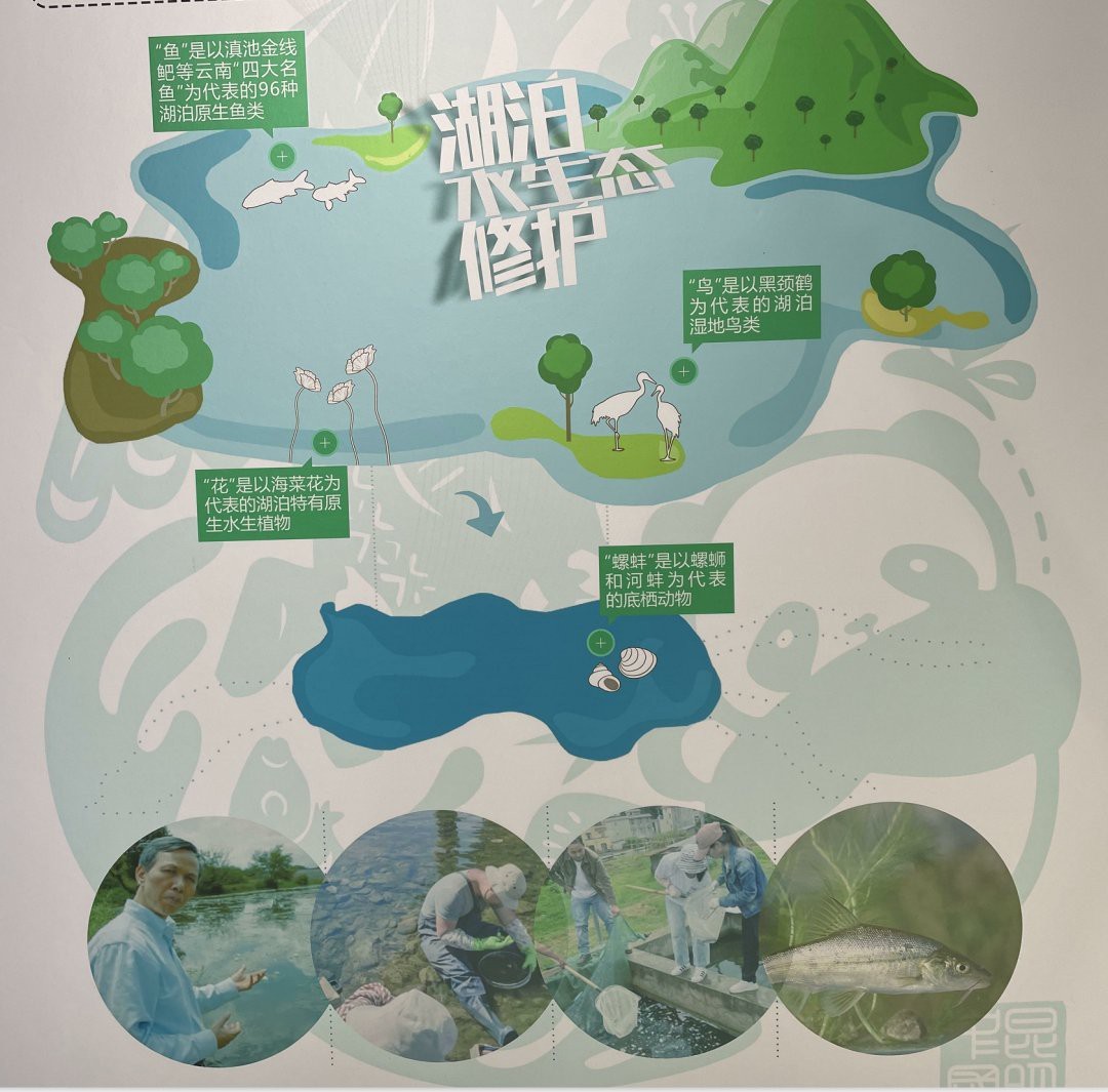 雙線魚(yú)可以長(zhǎng)到多大【《雙線魚(yú)可以長(zhǎng)到多大》*是一種頗具特色的觀賞魚(yú)】