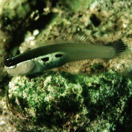 雙線魚(yú)可以長(zhǎng)到多大【《雙線魚(yú)可以長(zhǎng)到多大》*是一種頗具特色的觀賞魚(yú)】