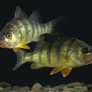 推薦一些高清紅龍魚壁紙資源，“紅龍魚”壁紙分享