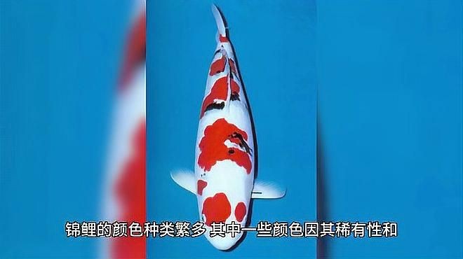 紅白錦鯉最貴的三個品種【最貴的錦鯉是什么品種，熊的力量憤怒錦鯉拍賣破億，究竟值多少錢】
