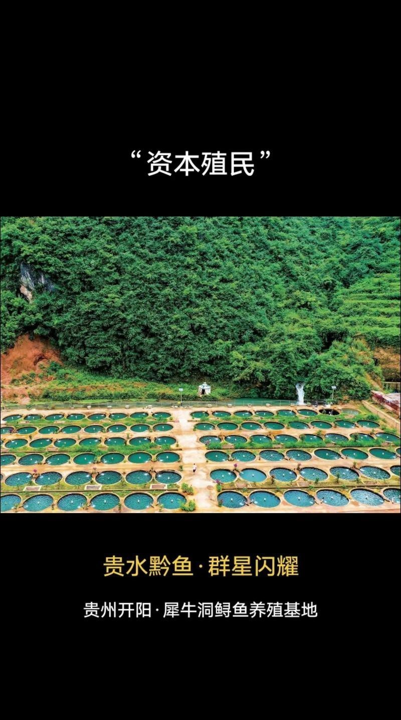 貴定龍魚店【貴定龍魚店有哪些龍魚品種】