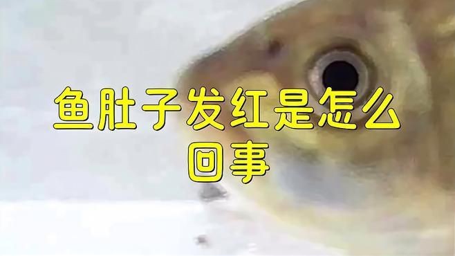 如何判斷魚腹部充血的原因？【蘭壽魚肚子發紅是什么病學途里里魚肚子發紅是什么病】