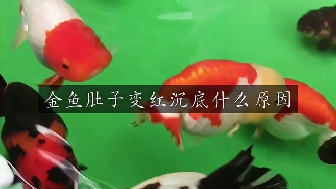 如何判斷魚腹部充血的原因？【蘭壽魚肚子發紅是什么病學途里里魚肚子發紅是什么病】