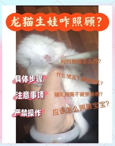 龍貓繁殖需要準備哪些設施？【龍貓繁殖前需準備多種設施，首先是飼養籠，】 龍貓繁殖需要準備哪些設施？【龍貓繁殖前需準備多種設施，首先是飼養籠，】 龍魚百科 第2張