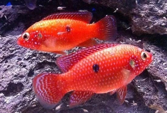 紅寶石魚打架會打死嗎【奇妙生物圈紅寶石魚的暴脾氣小美人全攻略紅寶石魚的攻擊行為】