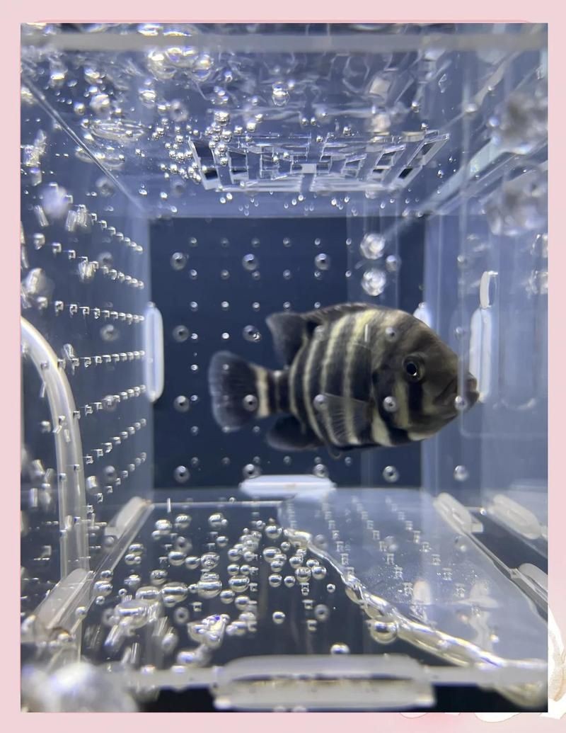 紅寶石魚打架會打死嗎【奇妙生物圈紅寶石魚的暴脾氣小美人全攻略紅寶石魚的攻擊行為】