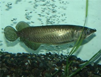 星點龍魚的價格是多少？【星點龍魚價格各地的價格各地的價格不一樣波奇寵物網】