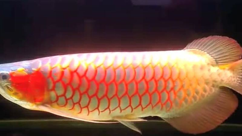 能推薦一些紅龍魚(yú)視頻嗎？【-**《紅龍魚(yú)的飼養(yǎng)方法》】 能推薦一些紅龍魚(yú)視頻嗎？【-**《紅龍魚(yú)的飼養(yǎng)方法》】 龍魚(yú)論壇 第5張