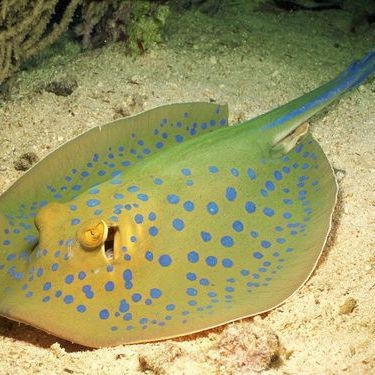 魟魚肚子鼓起來了【魟魚肚子鼓起來時，可能是由多種原因造成的】 魟魚肚子鼓起來了【魟魚肚子鼓起來時，可能是由多種原因造成的】 龍魚論壇 第1張