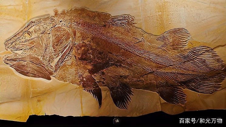 腔棘魚還剩多少只【腔棘魚生存密碼——全球現存腔棘魚種群現存密碼】