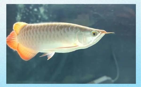 紅龍魚病要警惕四種病【養殖紅龍魚的注意事項】 紅龍魚病要警惕四種病【養殖紅龍魚的注意事項】 龍魚論壇 第7張