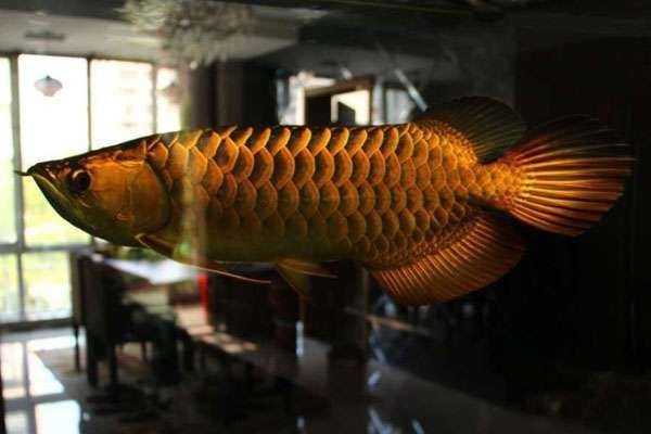 紅龍魚病要警惕四種病【養殖紅龍魚的注意事項】 紅龍魚病要警惕四種病【養殖紅龍魚的注意事項】 龍魚論壇 第5張