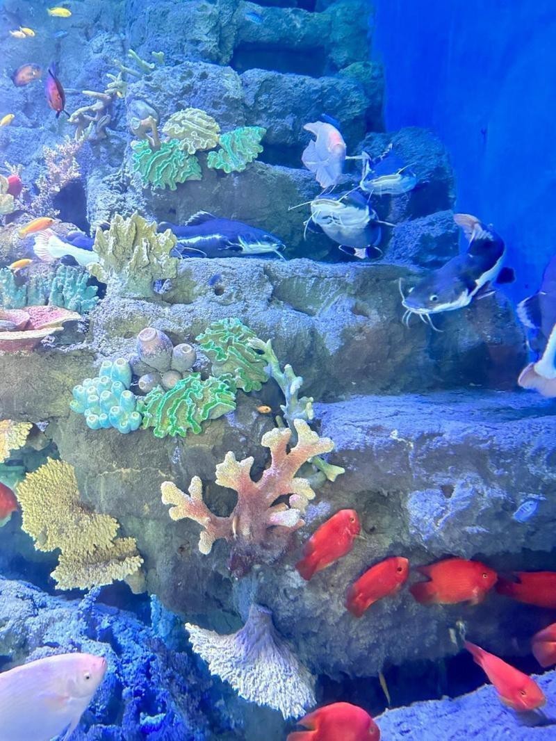 紫金水族店【探尋水下世界的奇妙小店】 紫金水族店【探尋水下世界的奇妙小店】 全國水族館企業名錄 第4張