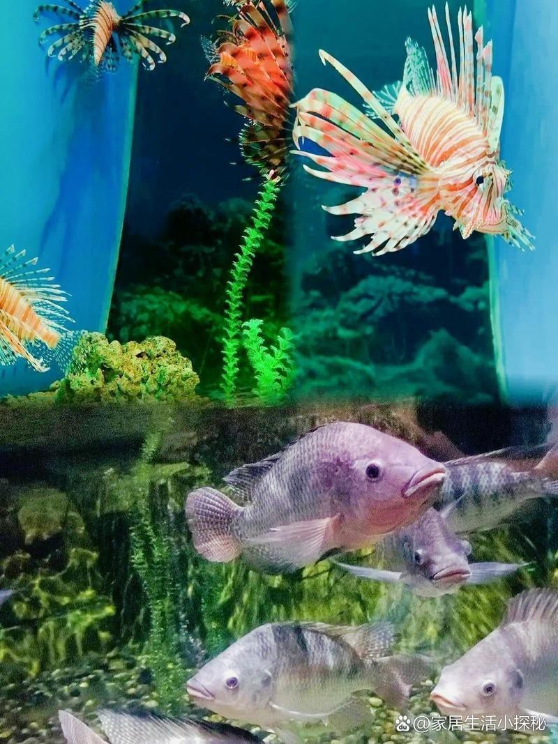 菏澤水族店【菏澤有哪些水族品牌】 菏澤水族店【菏澤有哪些水族品牌】 全國水族館企業(yè)名錄 第2張
