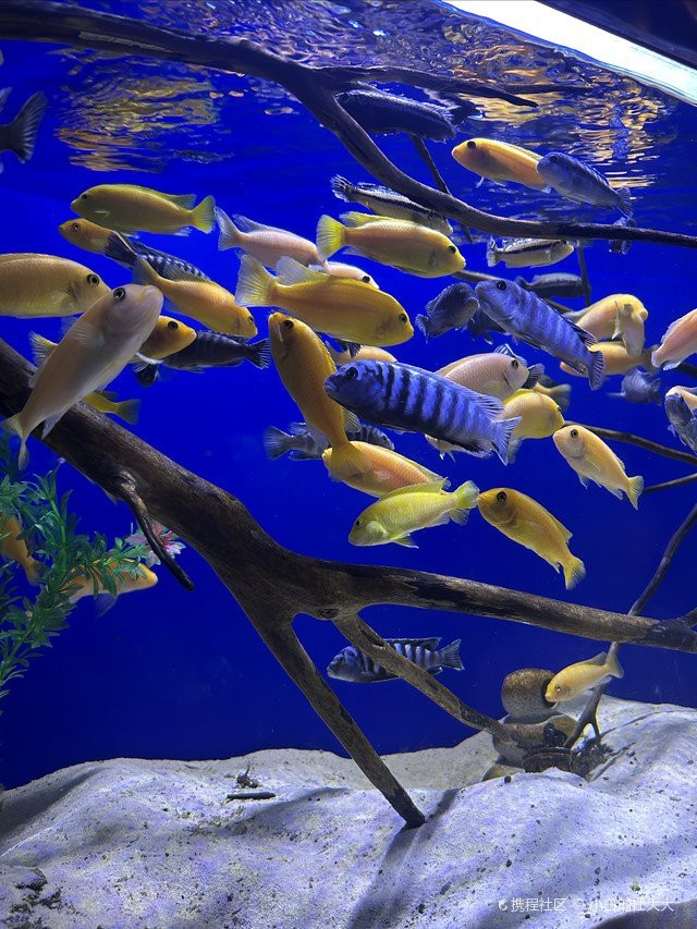 菏澤水族店【菏澤有哪些水族品牌】 菏澤水族店【菏澤有哪些水族品牌】 全國水族館企業(yè)名錄 第3張