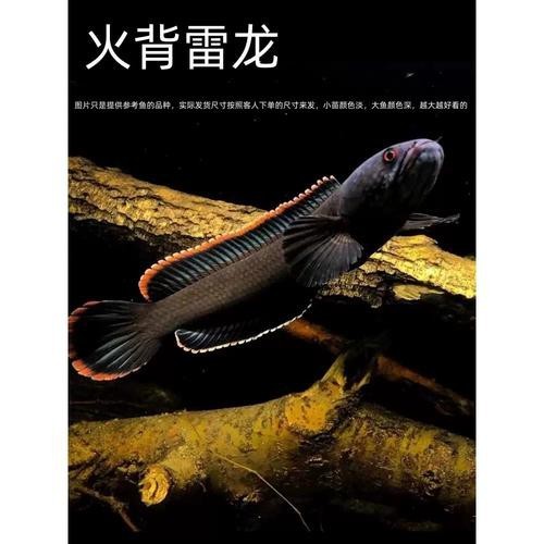 給我一張福龍王龍魚的圖片【關于福龍王龍魚的詳細描述及圖片推薦】