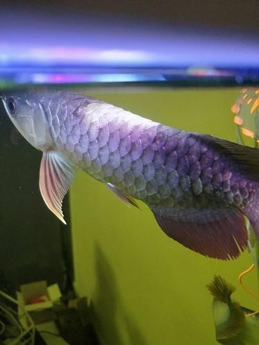 給我一張福龍王龍魚的圖片【關于福龍王龍魚的詳細描述及圖片推薦】