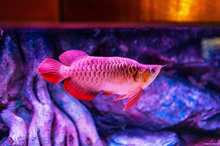 給我一張福龍王龍魚的圖片【關于福龍王龍魚的詳細描述及圖片推薦】