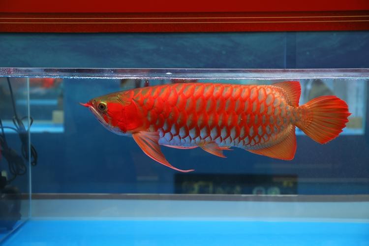 給我一張福龍王龍魚的圖片【關于福龍王龍魚的詳細描述及圖片推薦】