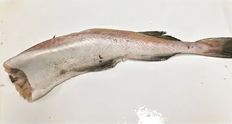 冷凍的無(wú)頭魚(yú)是什么魚(yú)【市場(chǎng)上常見(jiàn)的“無(wú)頭魚(yú)”到底是什么魚(yú)】