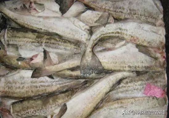 冷凍的無(wú)頭魚(yú)是什么魚(yú)【市場(chǎng)上常見(jiàn)的“無(wú)頭魚(yú)”到底是什么魚(yú)】
