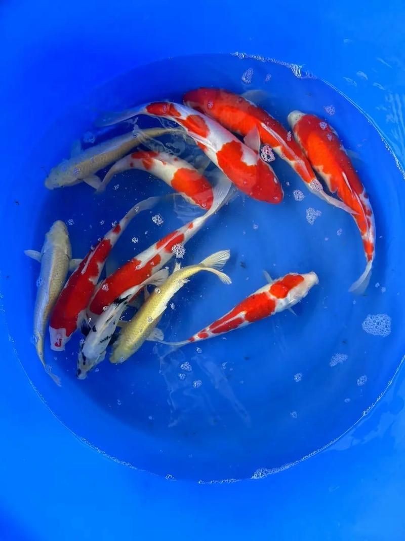 錦鯉圖片【《錦鯉圖片：水中靈動之美的視覺盛宴》**】