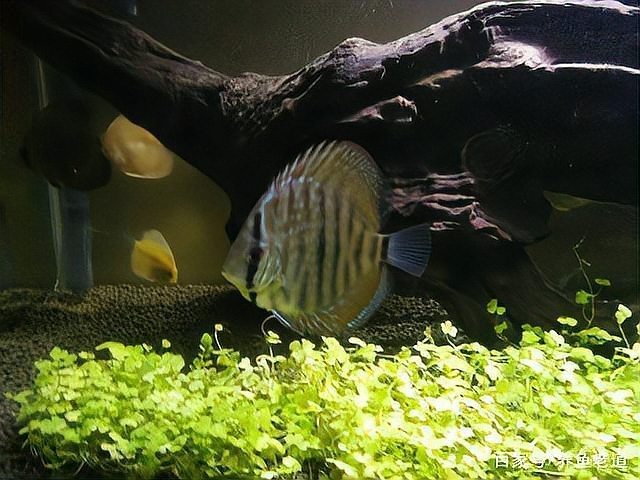 龍虎魚缸放沉木會影響水質嗎？【養魚老道，魚缸里放沉木:好處與壞處全解析】
