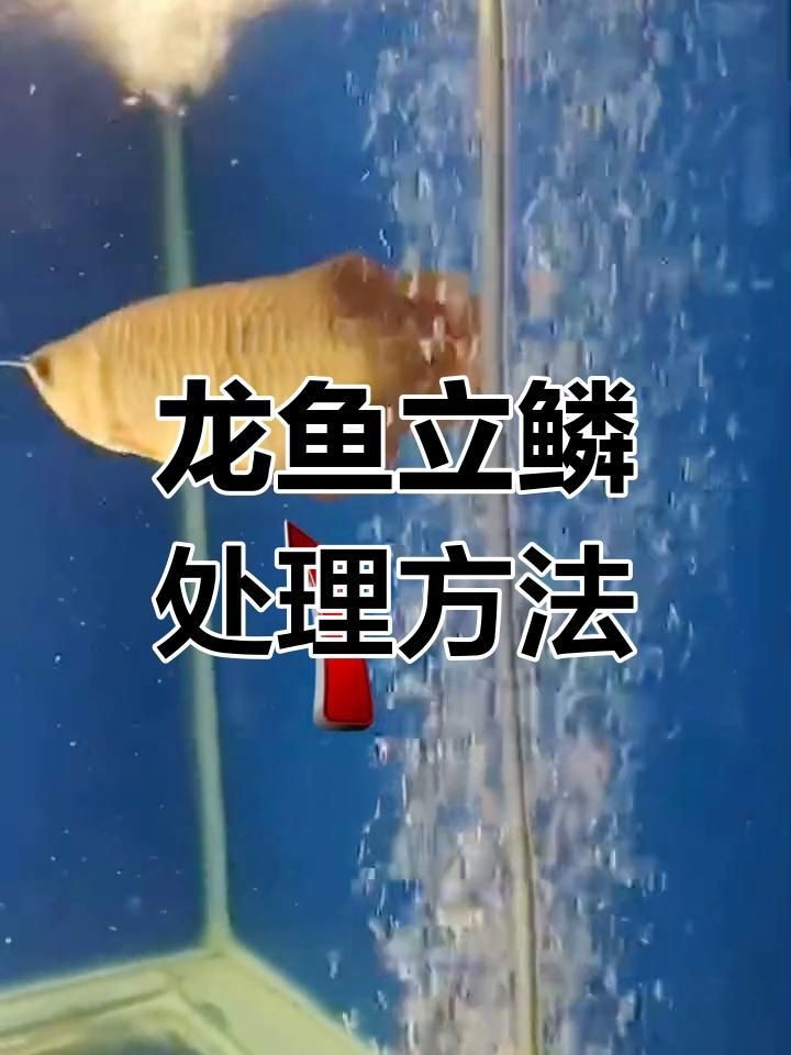龍魚立鱗后如何治療？【金龍魚立鱗后的治療方法與治療方法**】