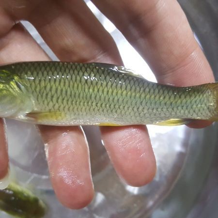 綠翡翠魚(yú)是產(chǎn)卵還是生小魚(yú)呢【綠翡翠魚(yú)怎么繁殖】