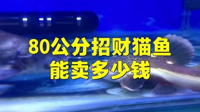 發(fā)財(cái)貓魚價(jià)格多少一條【招財(cái)貓魚多少錢】