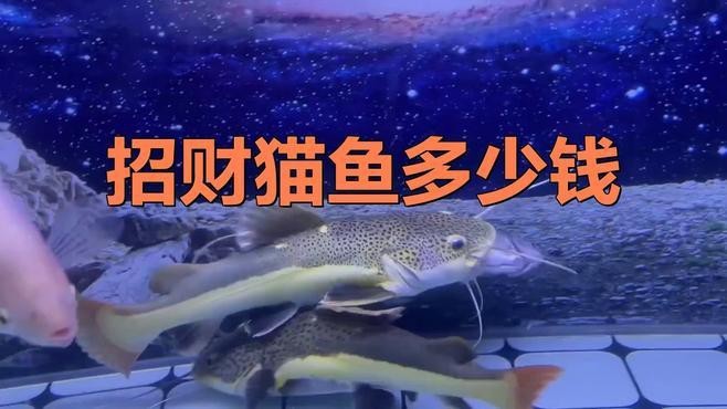 發財貓魚價格多少一條【招財貓魚多少錢】