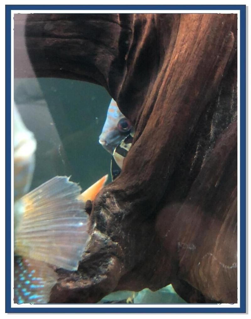 虎魚的品相【《虎魚的品相》虎魚的品相評判標準，優質虎魚的體型特征】 虎魚的品相【《虎魚的品相》虎魚的品相評判標準，優質虎魚的體型特征】 龍魚論壇 第16張