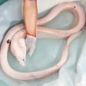 龍王魚學(xué)名是什么【皇帶魚和美麗硬仆骨舌魚兩大類\