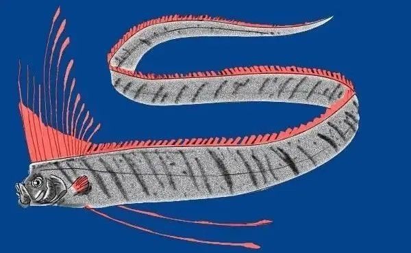 龍王魚學(xué)名是什么【皇帶魚和美麗硬仆骨舌魚兩大類\