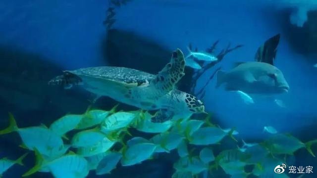 江門水族店【江門市新會區睦洲悅霞水族店怎么樣】