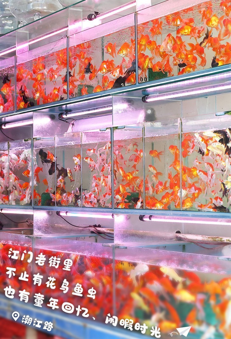 江門水族店【江門市新會區睦洲悅霞水族店怎么樣】