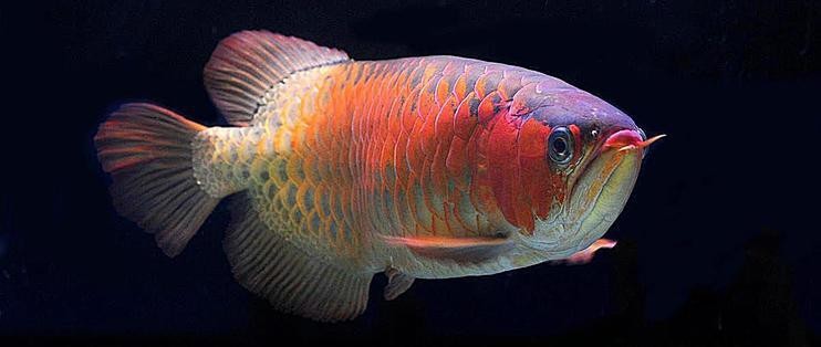 龍魚中哪個品種最難養？【龍魚品種飼養難度排序】