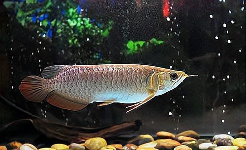龍魚立鱗病可以自愈嗎？【龍魚立鱗病可以自愈嗎】