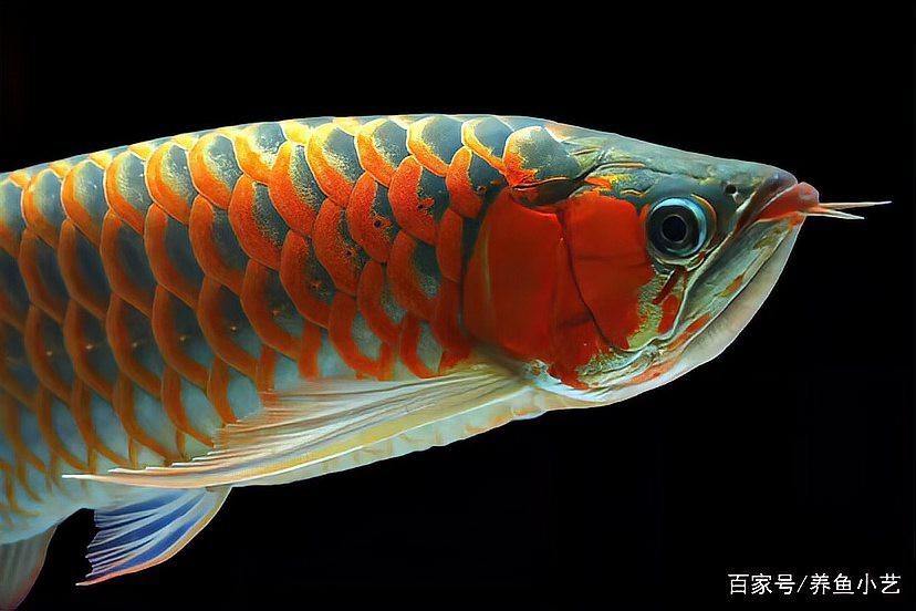 龍魚立鱗病可以自愈嗎？【龍魚立鱗病可以自愈嗎】