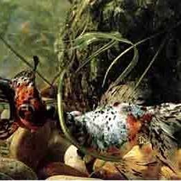 馬口魚缸的大小適合養(yǎng)多少條魚缸，養(yǎng)多少條魚缸能養(yǎng)多少條魚，馬口魚養(yǎng)殖方法 馬口魚缸的大小適合養(yǎng)多少條魚缸，養(yǎng)多少條魚缸能養(yǎng)多少條魚，馬口魚養(yǎng)殖方法 觀賞魚百科 第2張