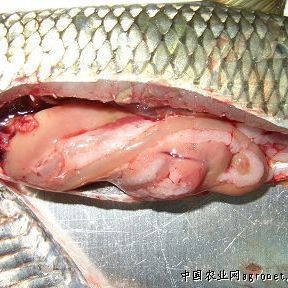 如何治療魚類的腸炎？【**魚類腸炎怎么治療效果最好治療魚腸炎用什么藥效果好】