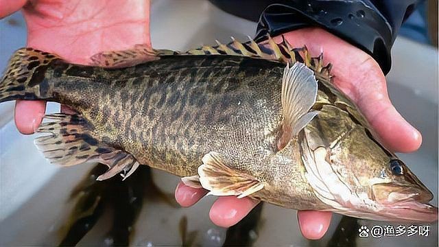 如何治療魚類的腸炎？【**魚類腸炎怎么治療效果最好治療魚腸炎用什么藥效果好】