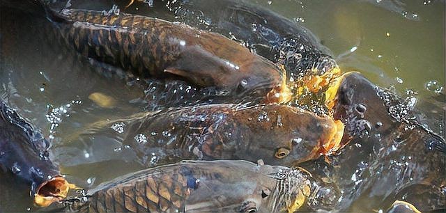 如何治療魚類的腸炎？【**魚類腸炎怎么治療效果最好治療魚腸炎用什么藥效果好】