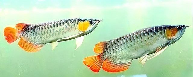 如何治療魚類的腸炎？【**魚類腸炎怎么治療效果最好治療魚腸炎用什么藥效果好】