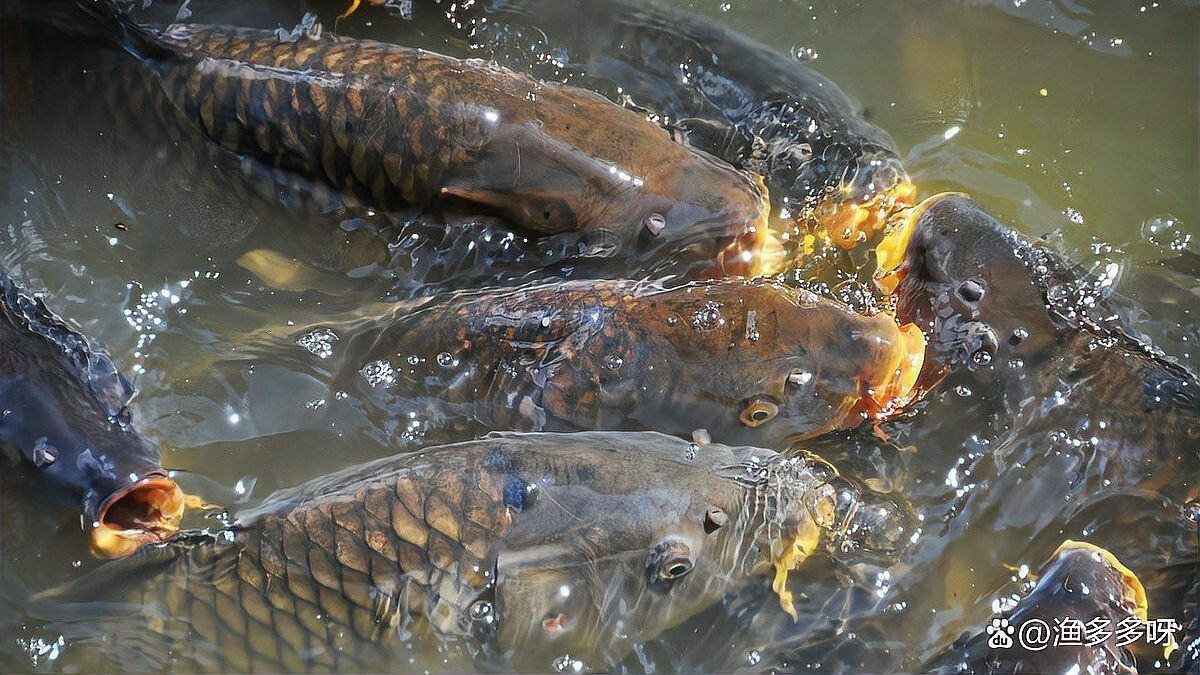 如何治療魚類的腸炎？【**魚類腸炎怎么治療效果最好治療魚腸炎用什么藥效果好】