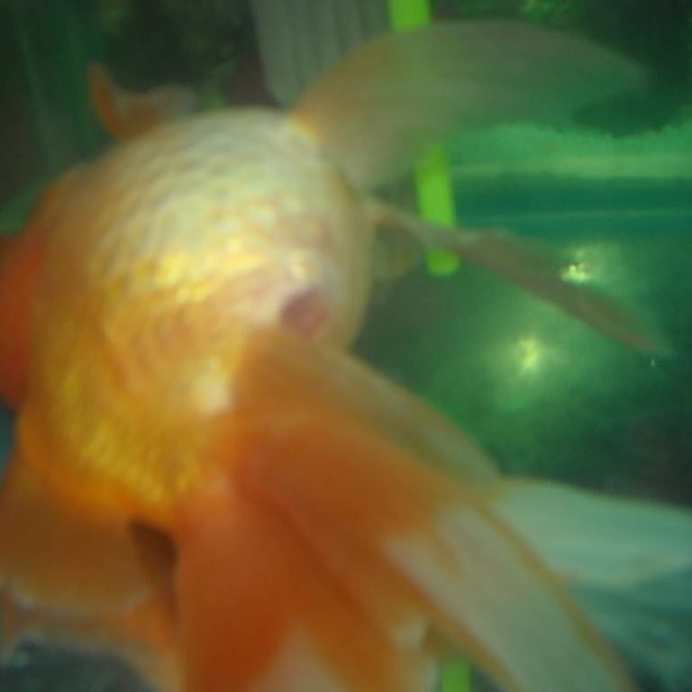 如何治療魚類的腸炎？【**魚類腸炎怎么治療效果最好治療魚腸炎用什么藥效果好】