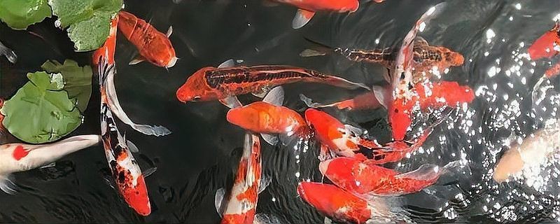 錦鯉好養嗎適合新手嗎【揭秘錦鯉養殖的四大誤區與必備攻略!】